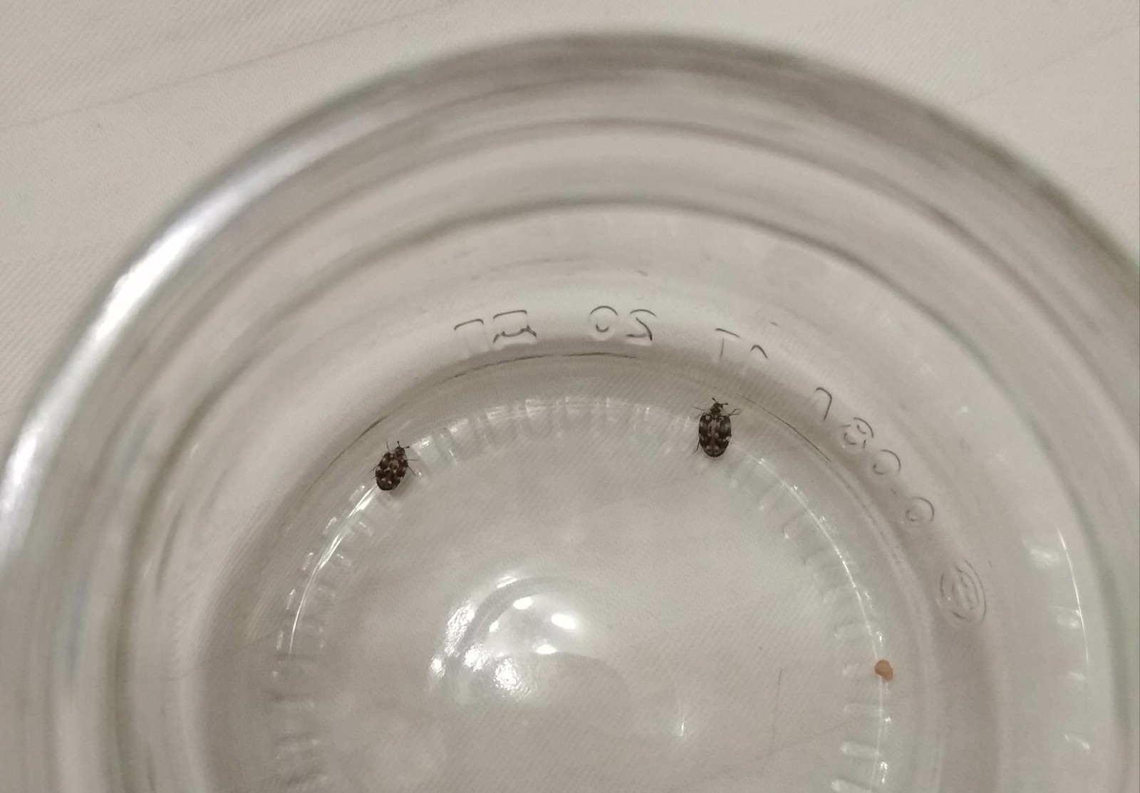 What kind of beetles?? - Жуки, Help, Uninvited guests