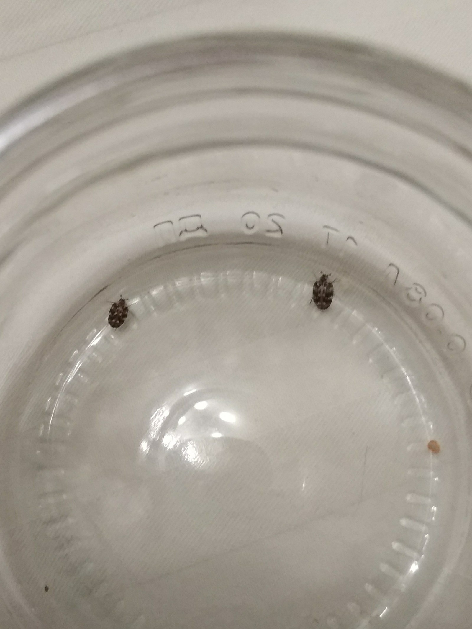 What kind of beetles?? - Жуки, Help, Uninvited guests