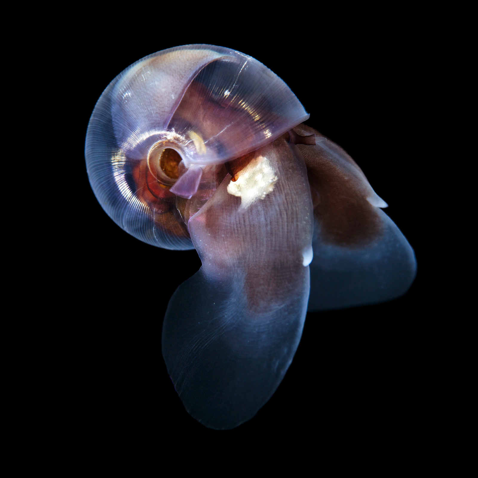 Flying snails Limacina helicina - Snail, Wings, Marine life, Evolution, Macro photography, Video, Longpost