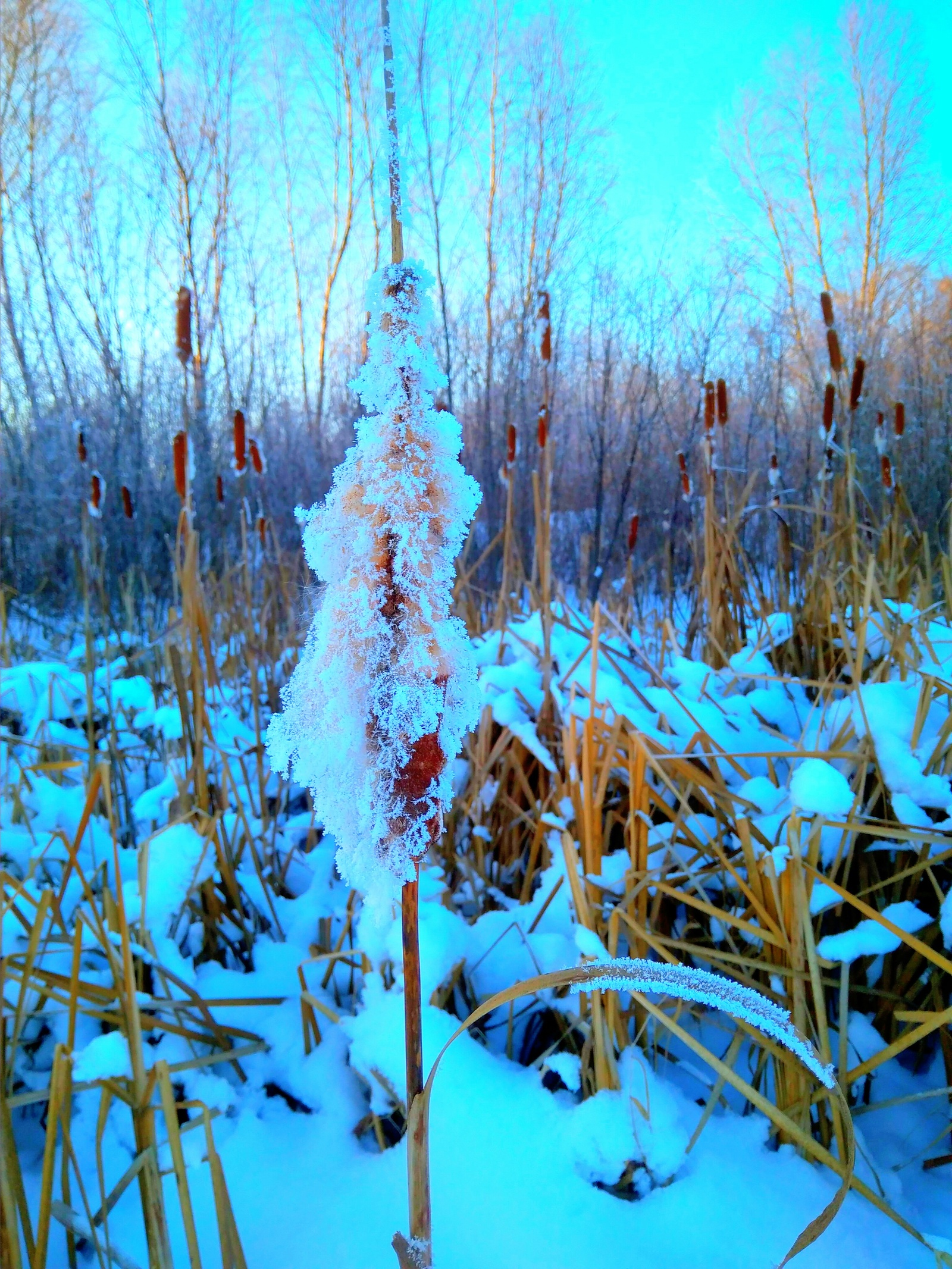 Normal winter - My, Winter, Forest, The photo, Longpost