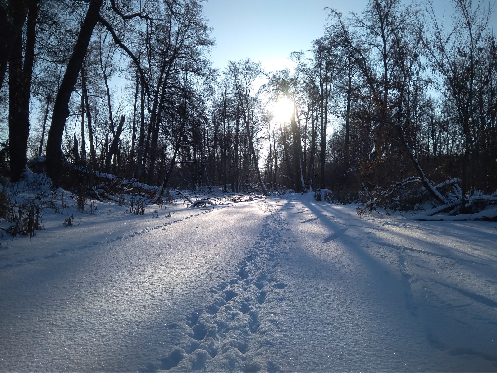 Normal winter - My, Winter, Forest, The photo, Longpost