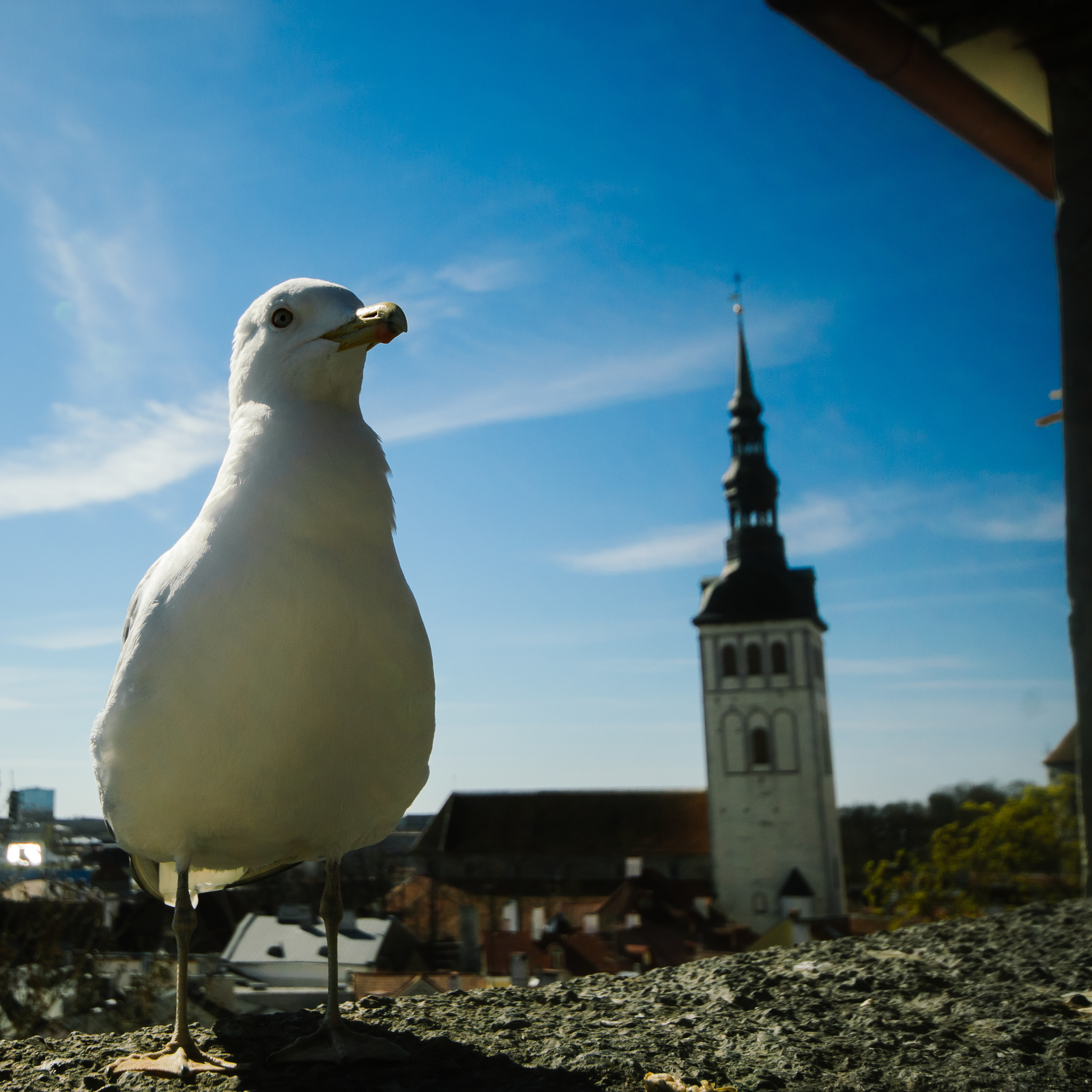 Tallinn, spring-2017 - My, The photo, Travels, Tourism, Travel to Europe, Longpost