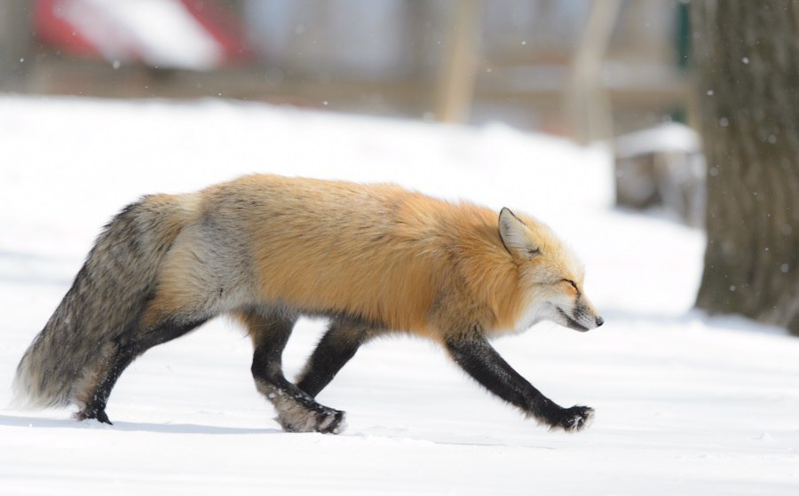 Running after the kolobok ^.^ - Fox, Fyr, Milota, Animals