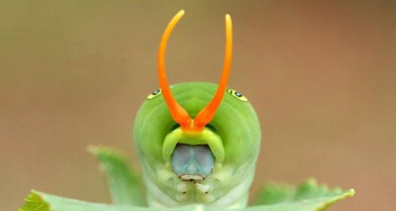 The dark side of butterflies - Butterfly, Longpost, Nature