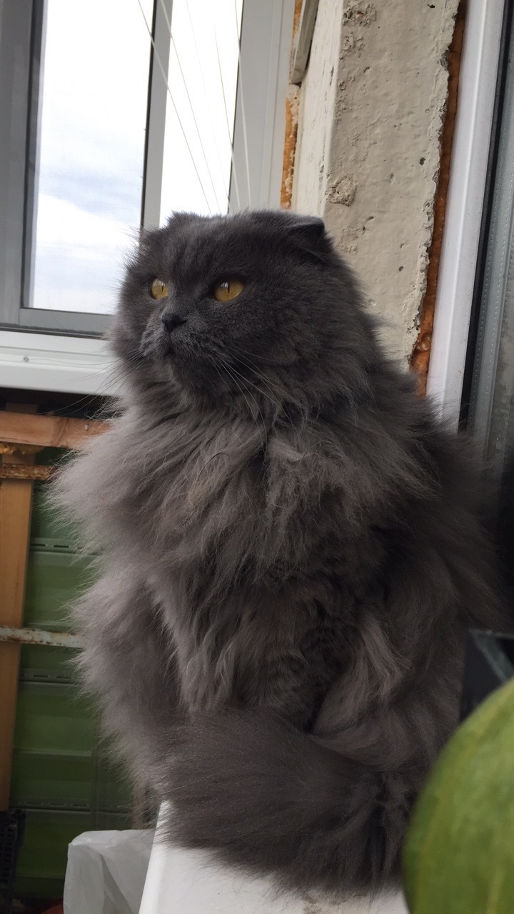 fur guard - My, cat, Scottish lop-eared, Longpost