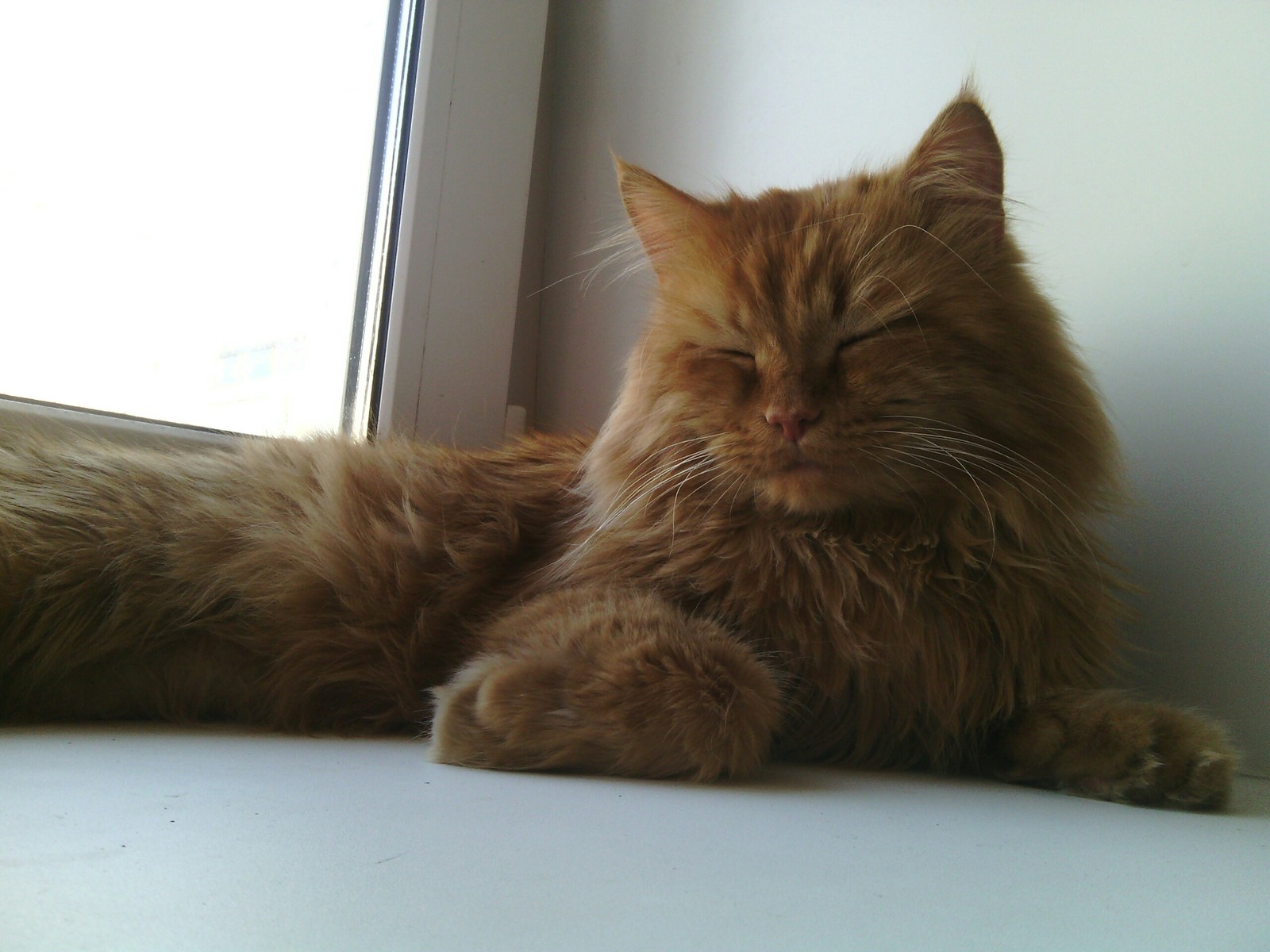 My furry - My, Catomafia, Redheads, Fluffy, Longpost, cat