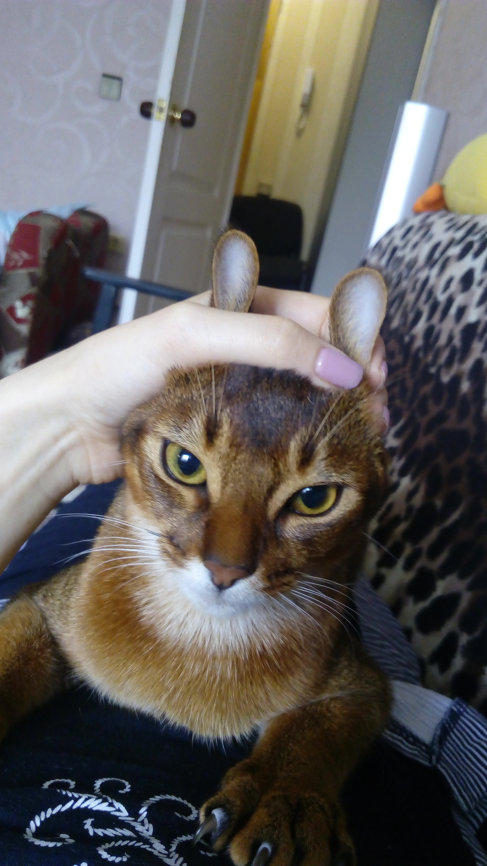 Get a cat... They said... It'll be fun... They said... - My, My, cat, The photo, Abyssinian cat, Humor, Longpost