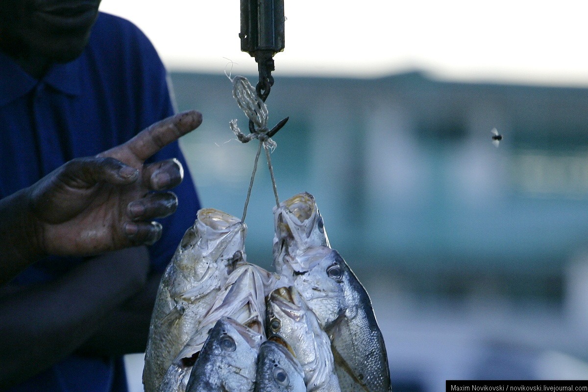 How susceptible are fish to pain? - Fishing, A fish, Pain, The science, Longpost