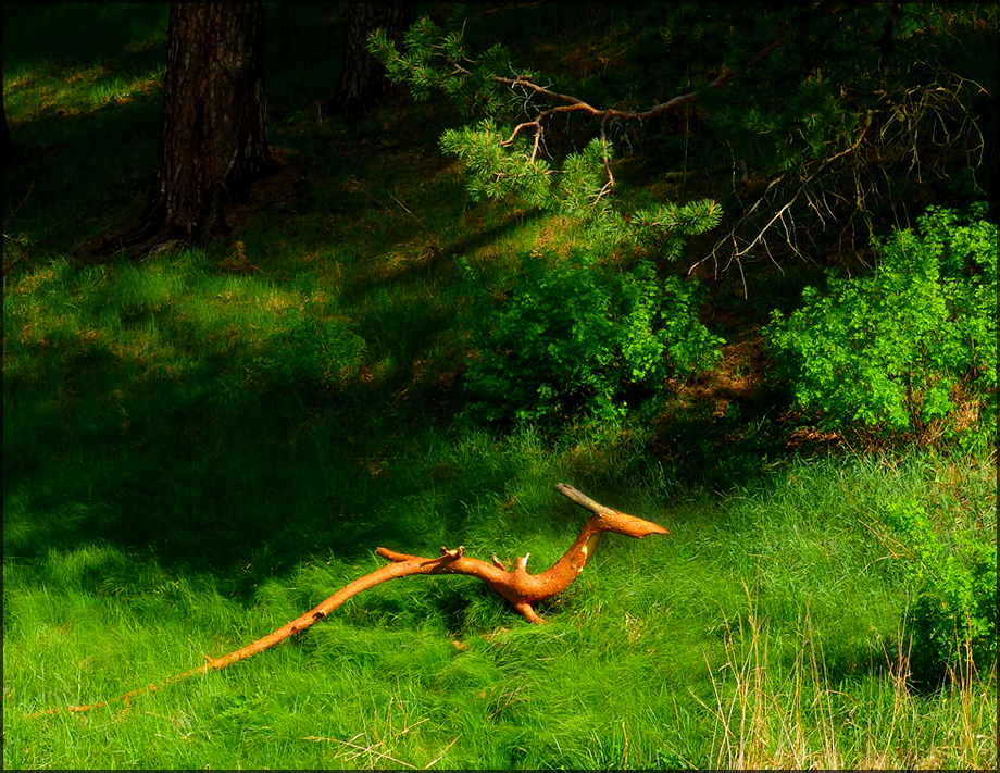 dragon branch) - My, Nature, The photo, Similarity