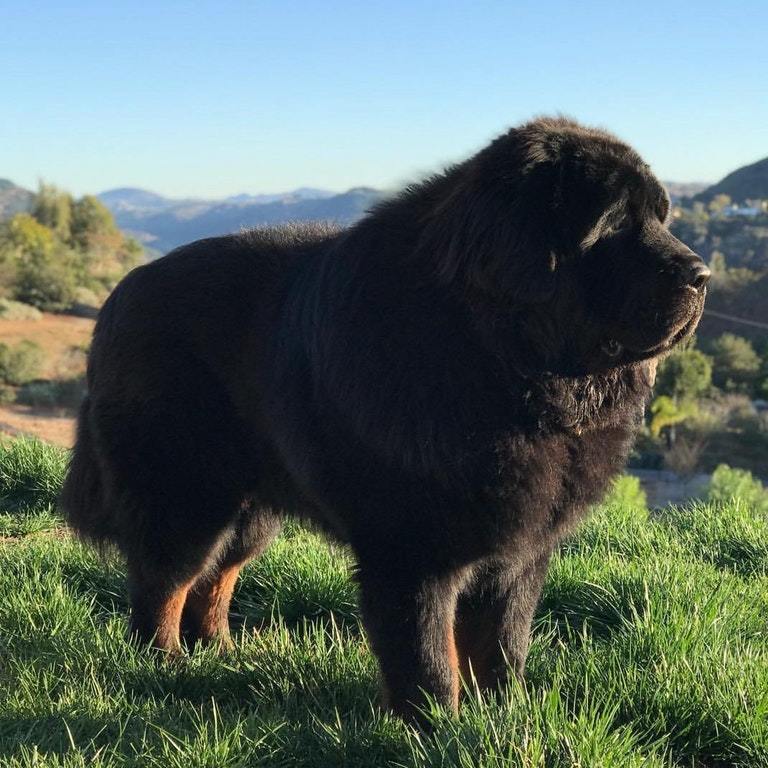 His name is Buddha! - Cool Dog, Pets, Dog