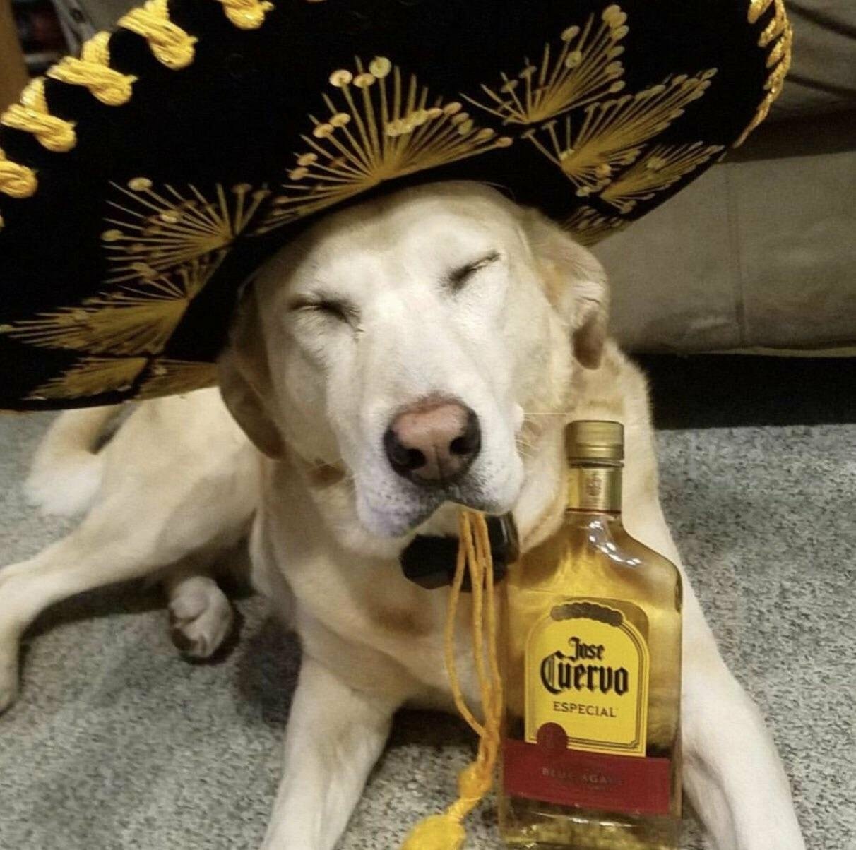 amigo - Dog, Alcohol