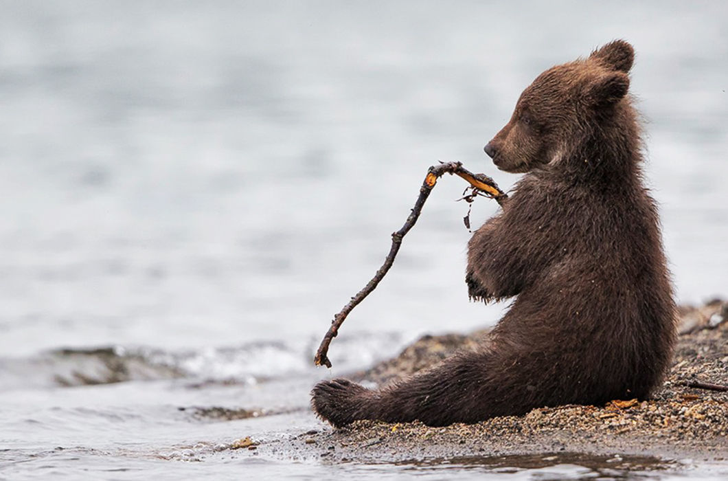 Beginner fisherman - The Bears, Fishing, The photo