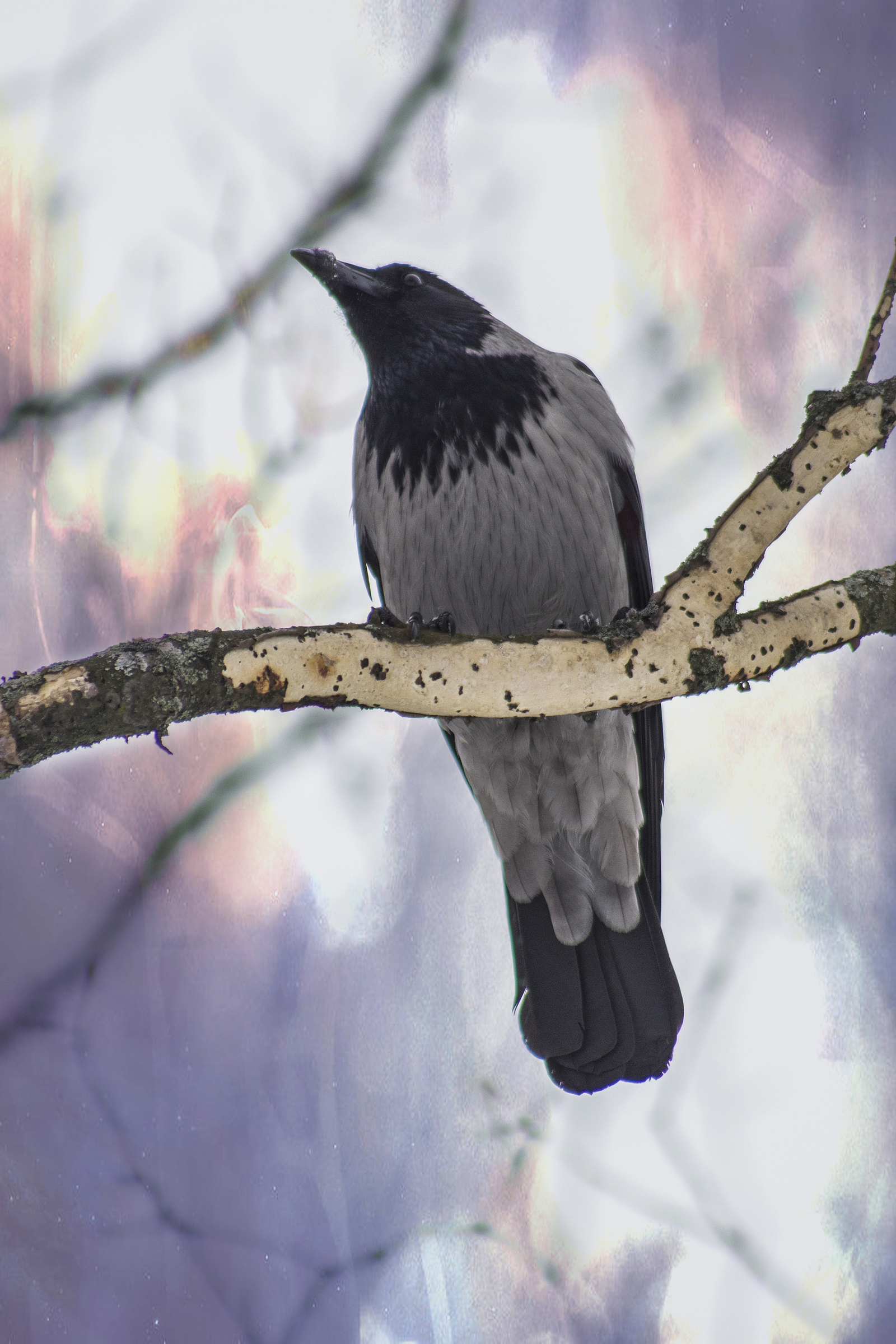 Winter - My, Winter, Dog, Birds, Icicles, Canon, Beginning photographer, Longpost, The photo