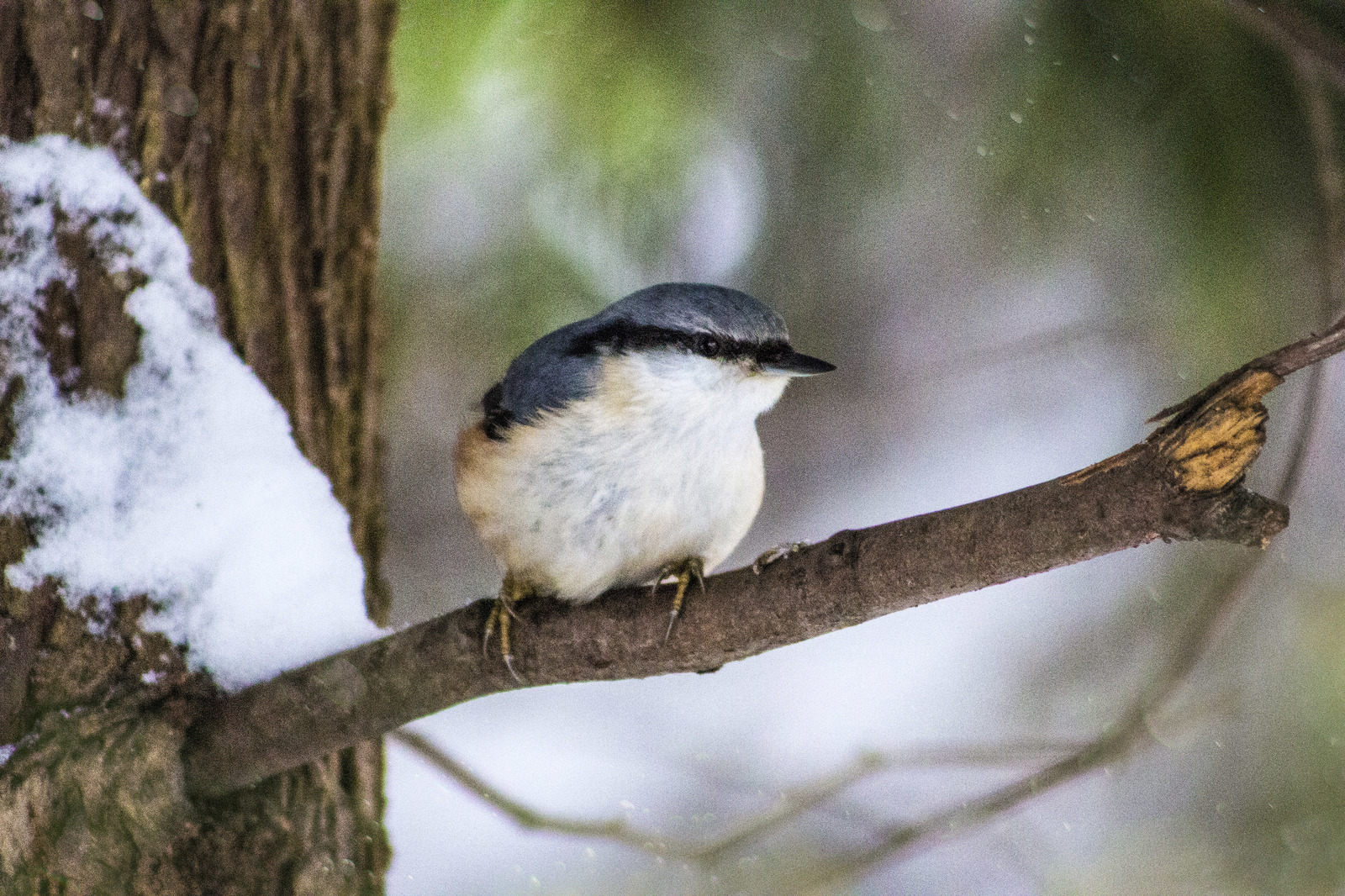 Winter - My, Winter, Dog, Birds, Icicles, Canon, Beginning photographer, Longpost, The photo