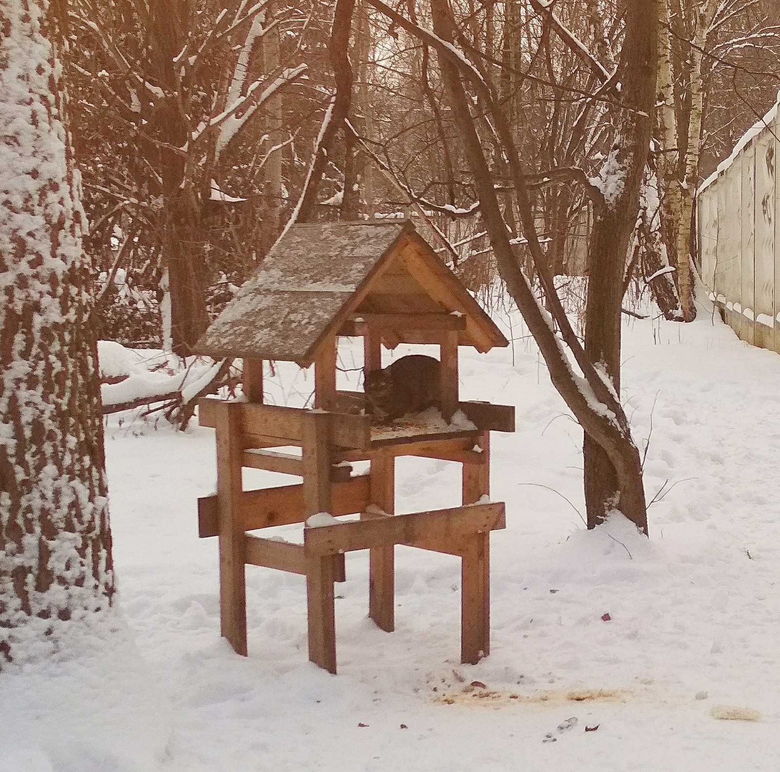 Воробушек;) - Моё, Кот, Юмор, Лес, Политика, Не политика, Животные, Моё, Фотография