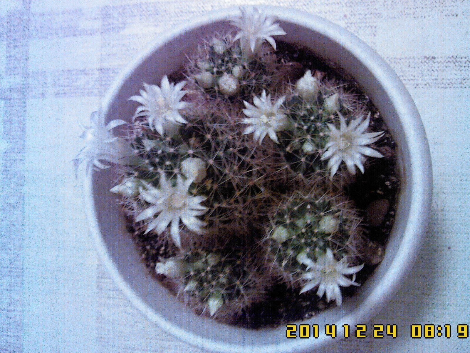 Cactus bloomed - My, Blooming cacti, New Year, My, , Cactus