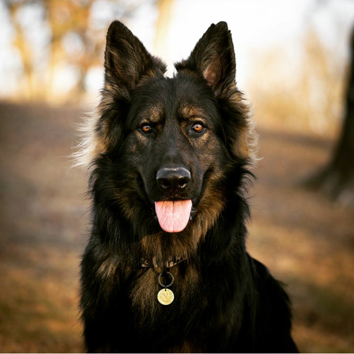 Shaggy - Dog, The photo, Sheepdog, Nature