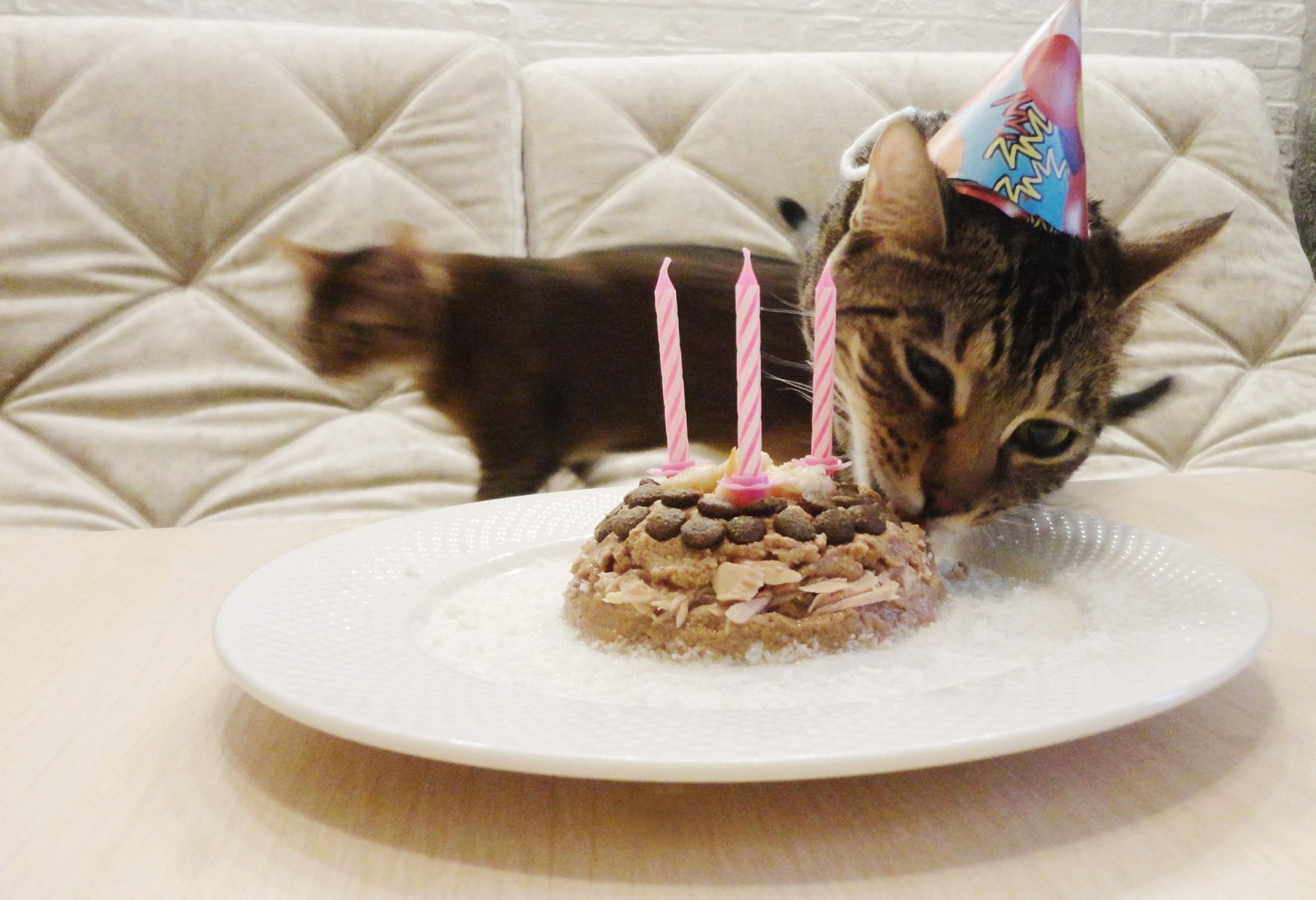 Happy Birthday! - День рождения, Милота, Саванна, Кот, Длиннопост