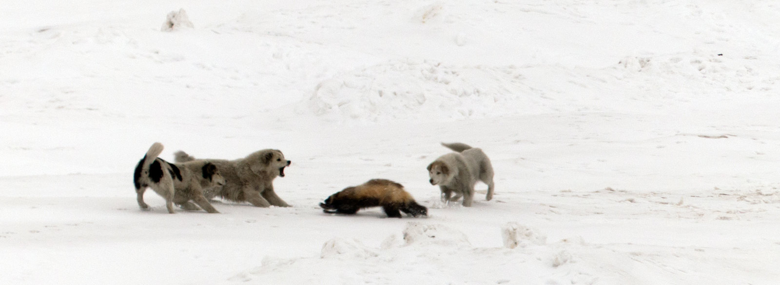 Wolverines nearby - My, Wild animals, Wolverines, Chukotka, Dog, Longpost