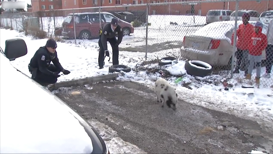 Chase and detention of a particularly dangerous pig! - USA, Humor, Animals, Funny animals, Police, Погоня, , Longpost