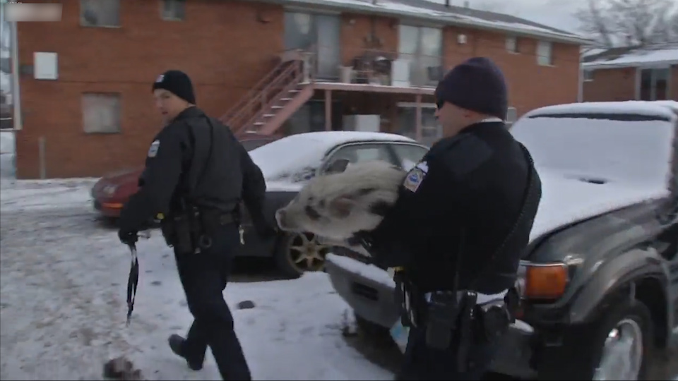 Chase and detention of a particularly dangerous pig! - USA, Humor, Animals, Funny animals, Police, Погоня, , Longpost