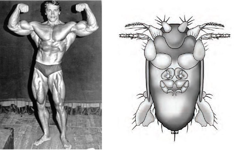 The smallest fly known to science - Entomology, Insects, Biology, The science, Муха, Arnold Schwarzenegger, Opening, Longpost