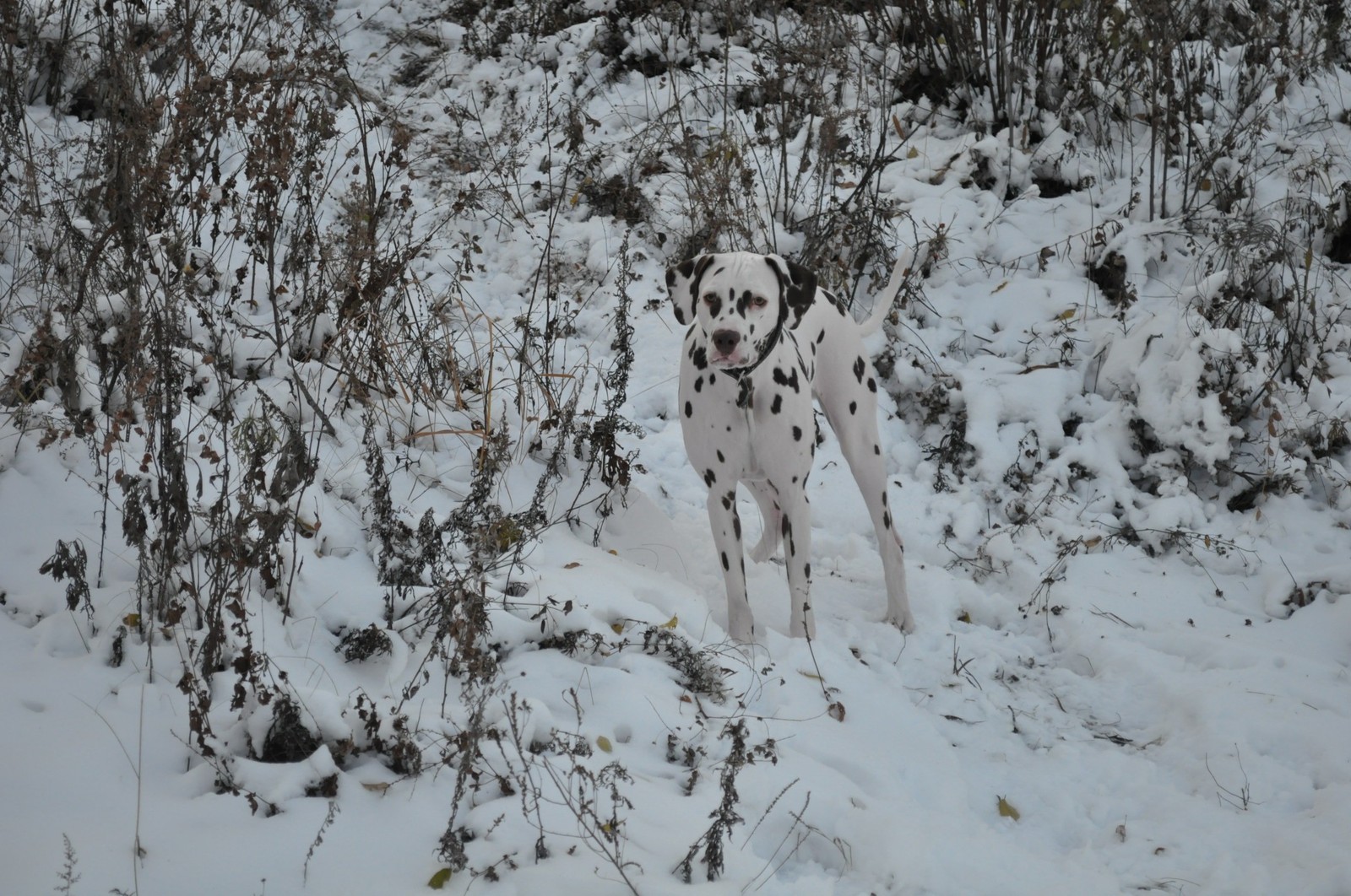 old photo session - My, Dog, Dalmatian, Winter, Longpost