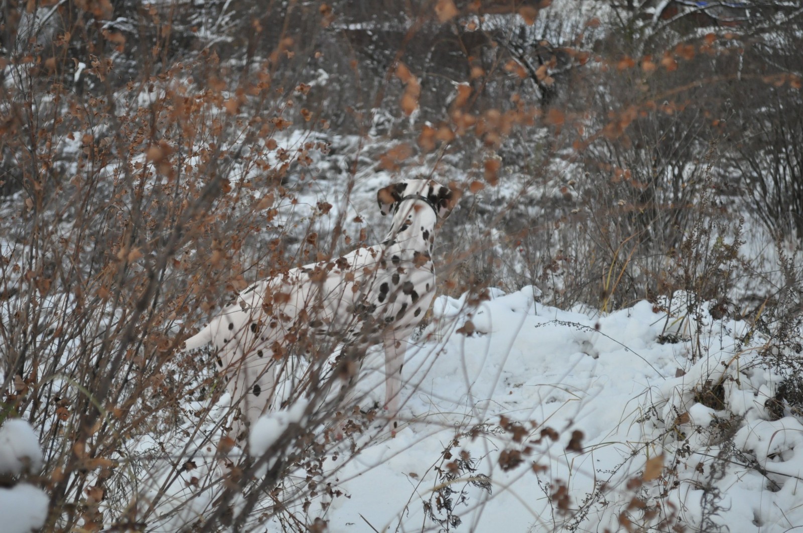 old photo session - My, Dog, Dalmatian, Winter, Longpost