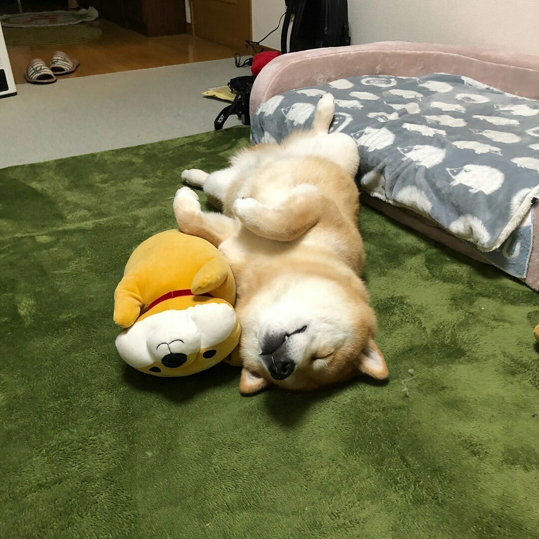 Dog fell asleep while playing - Dog, Dream