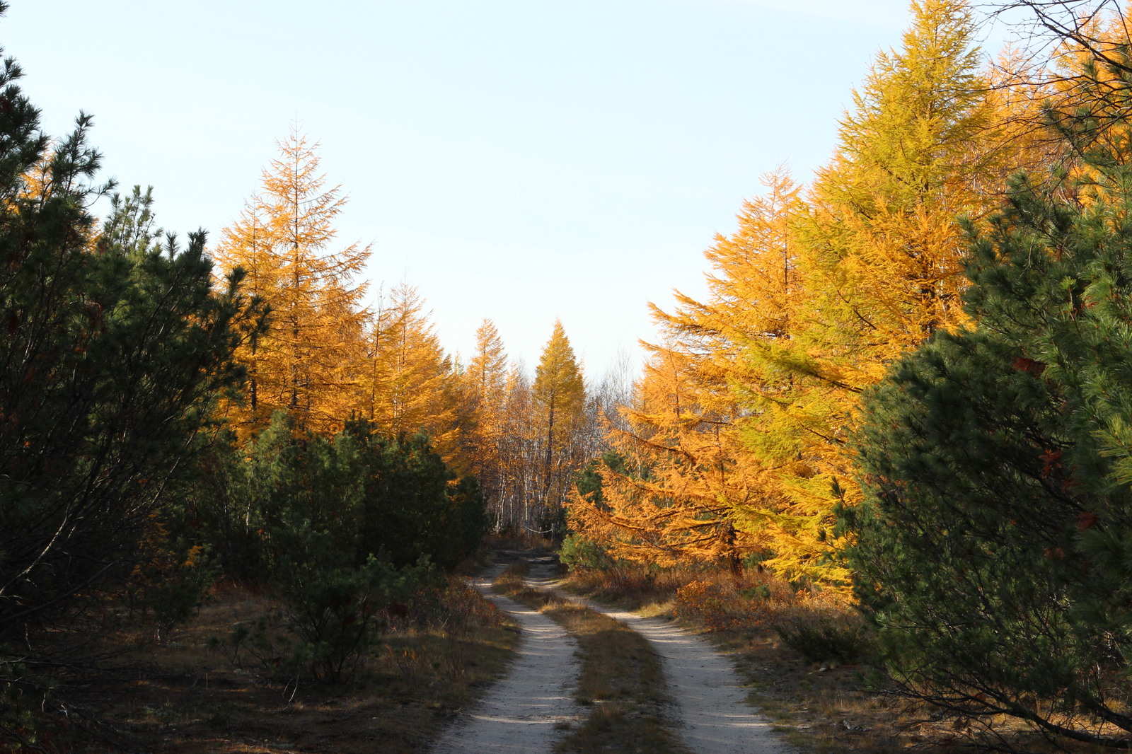 Sakhalin. Magic nature. - My, wildlife, My, Sakhalin, Longpost