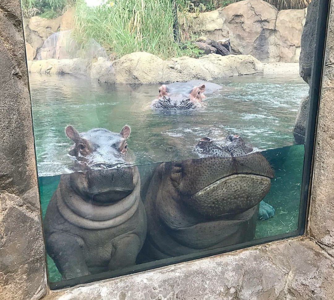 Fiona at the Cincinnati Zoo turned one year old yesterday! - hippopotamus, Birthday, Zoo, Longpost