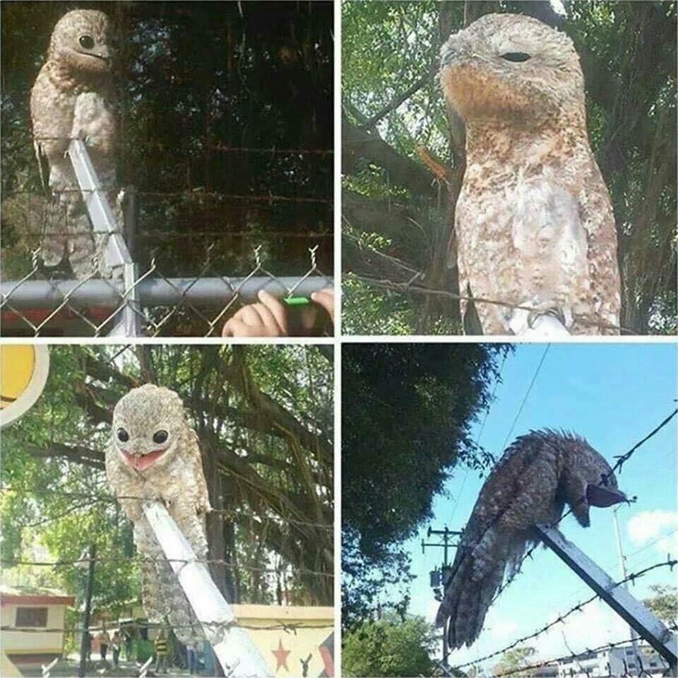 Here is a bird! gigantic nightjar - What kind of bird?, Venezuela, Milota, Rarity