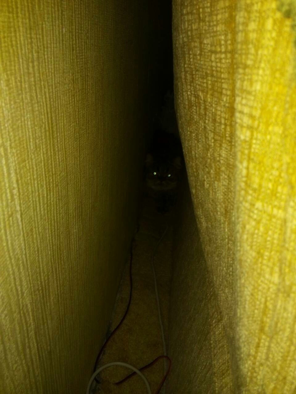 There, behind the sofa... - My, Hid, , cat, Hide and seek