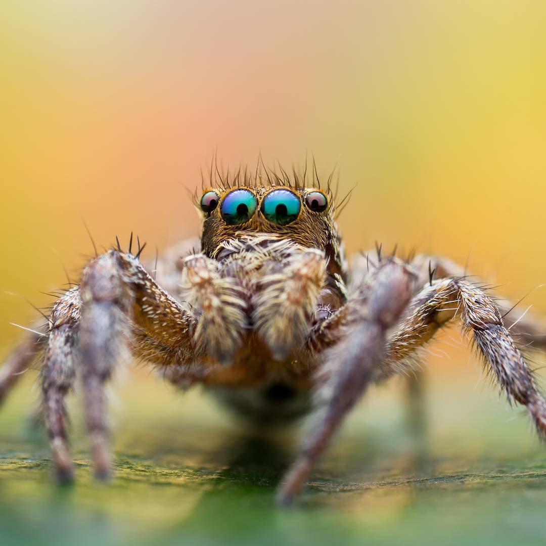 macro photography of spiders - Macro photography, Spider, The photo, Longpost