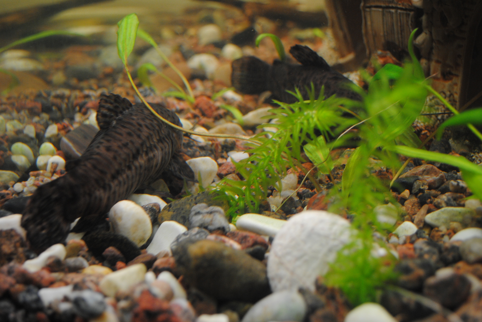 Somiki. - My, , Aquarium, Aquarium fish, Catfish, Longpost