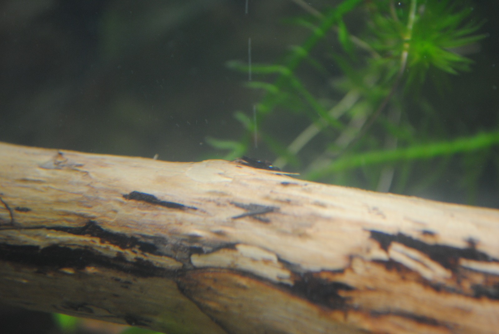 Somiki. - My, , Aquarium, Aquarium fish, Catfish, Longpost