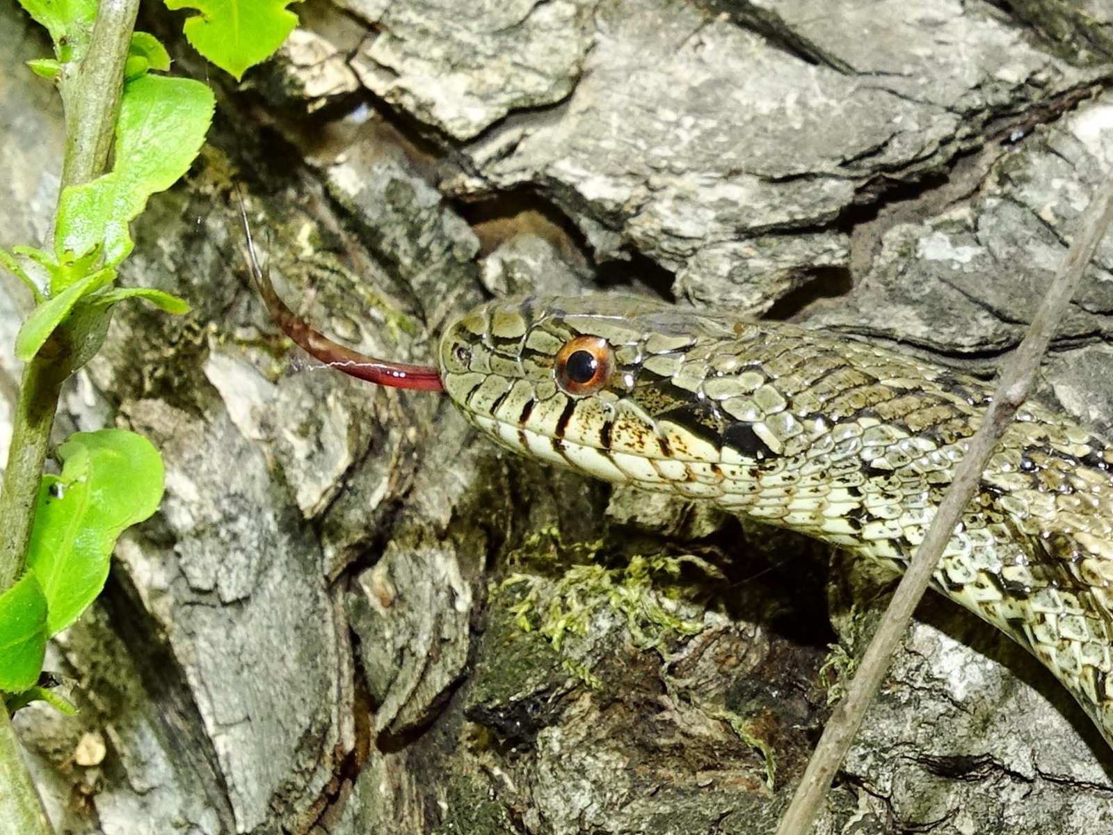 My encounters with non-venomous snakes, on Senka's hat. - My, Дальний Восток, Primorsky Krai, Snake, Oktyabrsky District, Senkina hat, Longpost