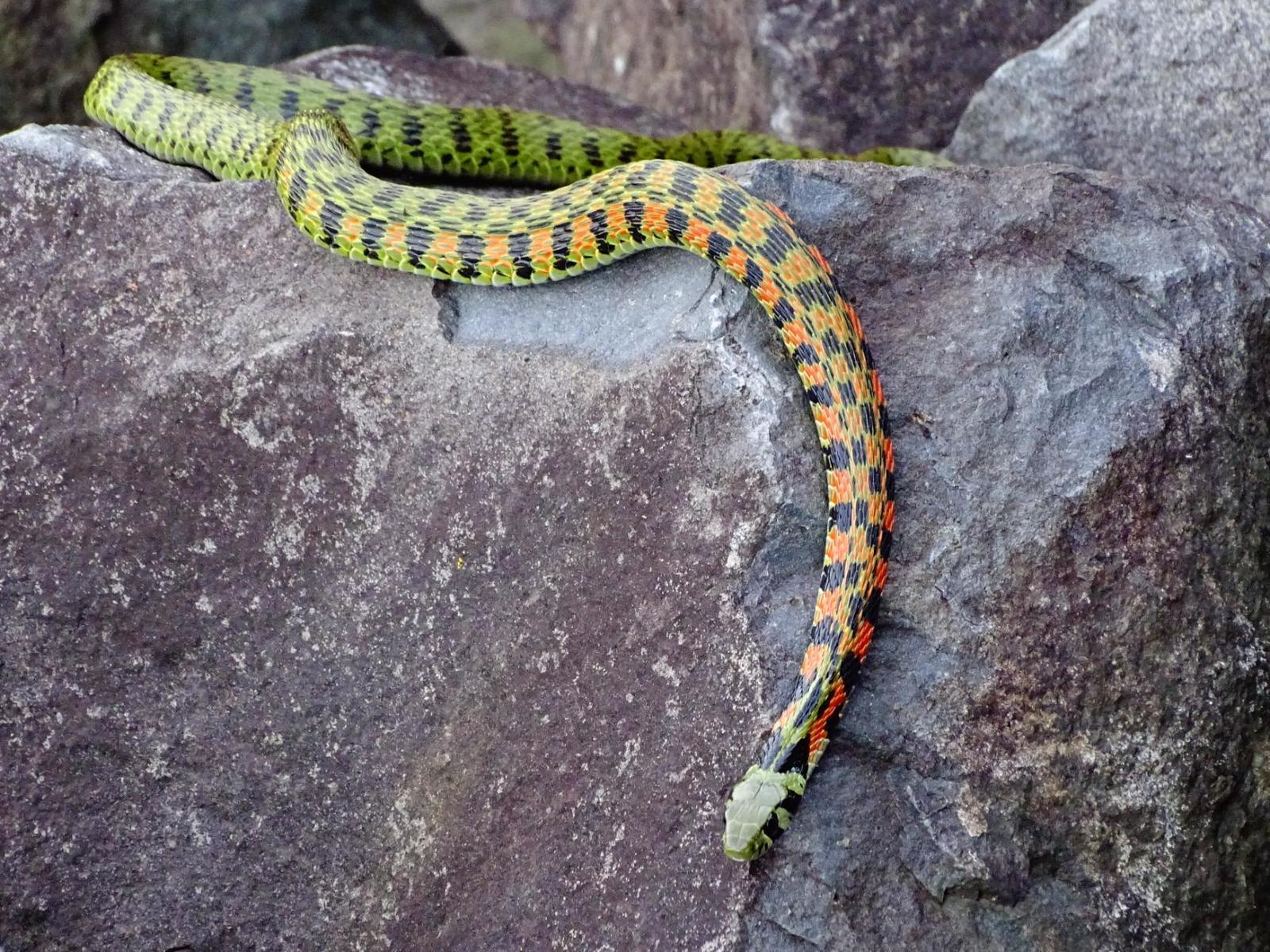 My encounters with non-venomous snakes, on Senka's hat. - My, Дальний Восток, Primorsky Krai, Snake, Oktyabrsky District, Senkina hat, Longpost