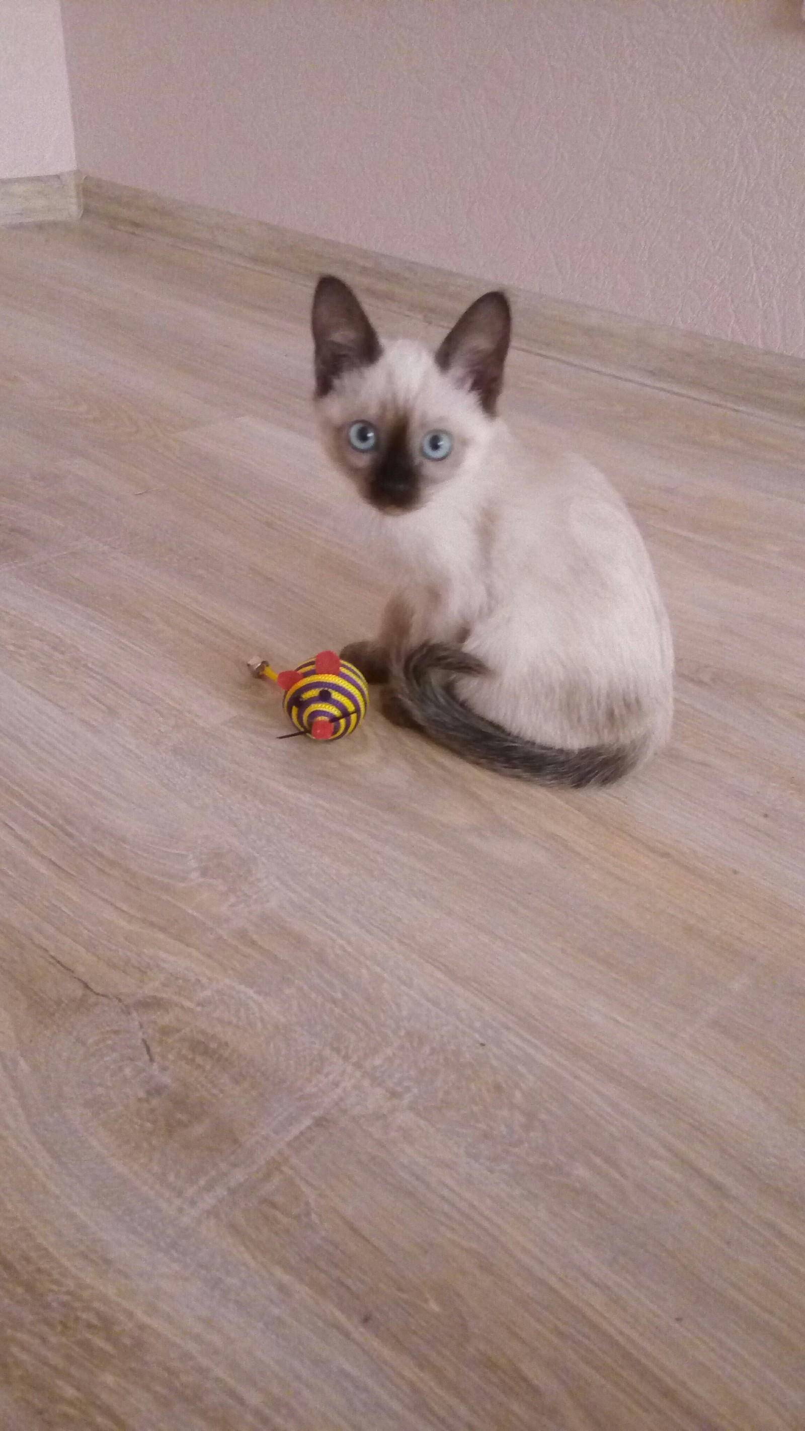 My new cat baby - My, My darling, Siamese cat, Longpost, cat