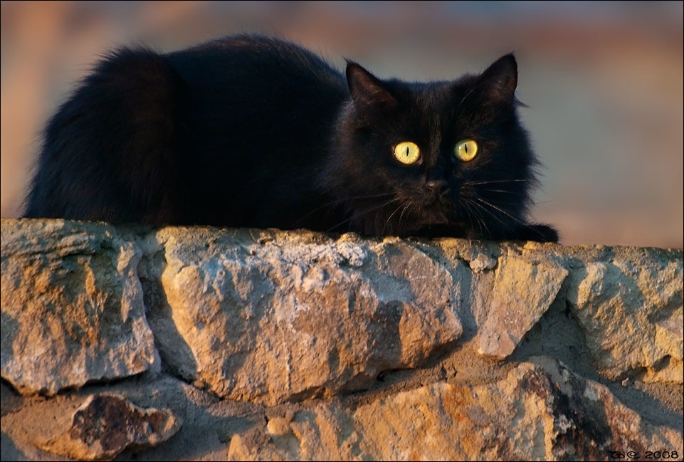 Shades of black - cat, Black, Longpost