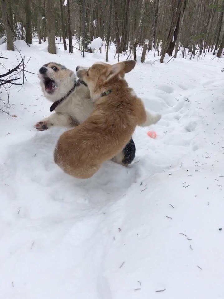 Коржики - Фотография, Корги, Собака