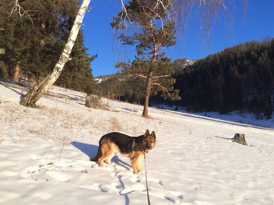 Walk around the native places part 2 - My, , House, Homeland, Winter, Longpost, Dog, Friend