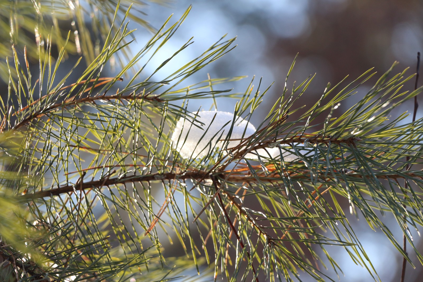 Winter forest - My, The photo, Nature, Forest