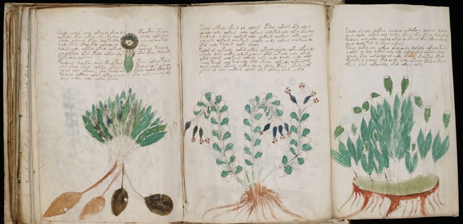 The beginning of the mysterious Voynich manuscript deciphered - Voynich Manuscript, Artificial Intelligence, Lenta ru