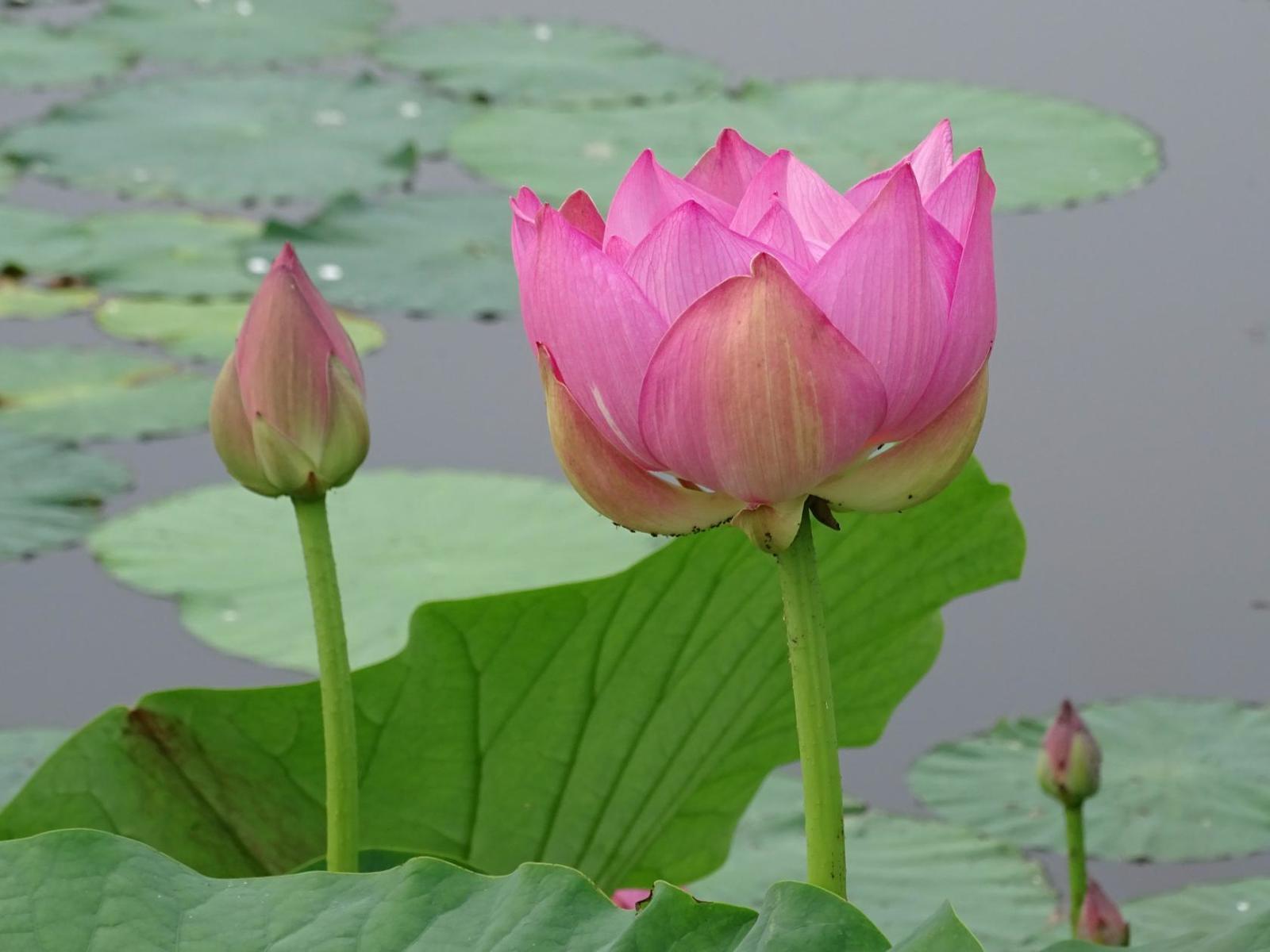 Pokrovsky lotuses - part 2. - My, Дальний Восток, Primorsky Krai, Oktyabrsky District, Pokrovka, Lotus, Longpost