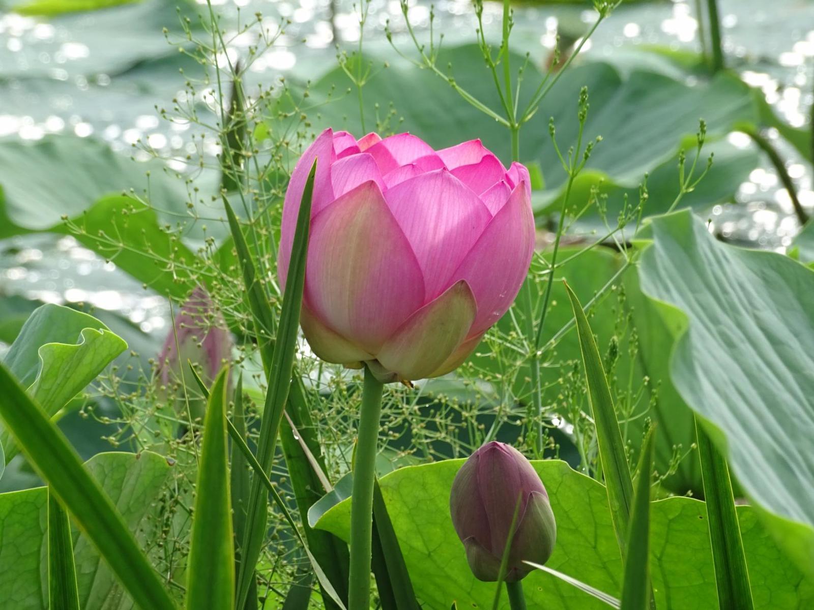 Pokrovsky lotuses - part 2. - My, Дальний Восток, Primorsky Krai, Oktyabrsky District, Pokrovka, Lotus, Longpost