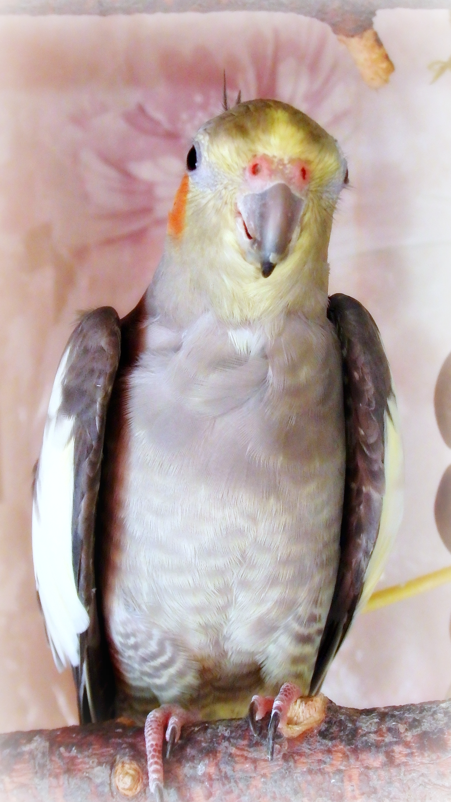 Two more crested birds in a small feathered flock. Parrots Bonya and Yasha (Yasya). - My, Birds, Corella, , A parrot, Longpost