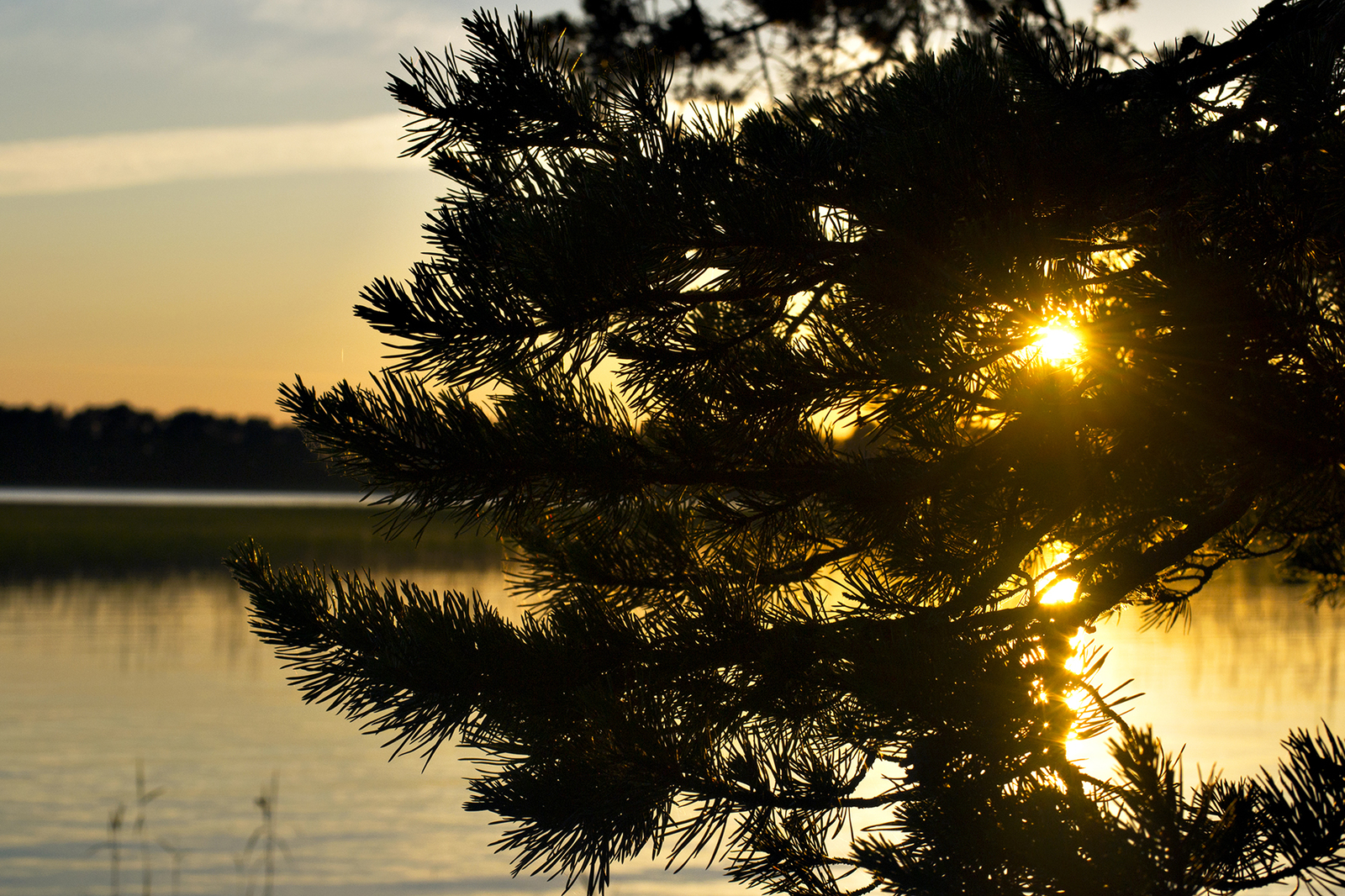 Leningrad region - My, The photo, Nature, Leningrad region, Longpost