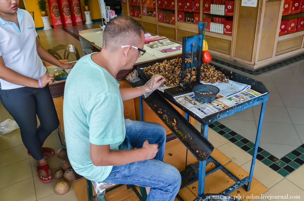 How cashews are grown and processed - My, Cashew, Thailand, Nuts, Longpost