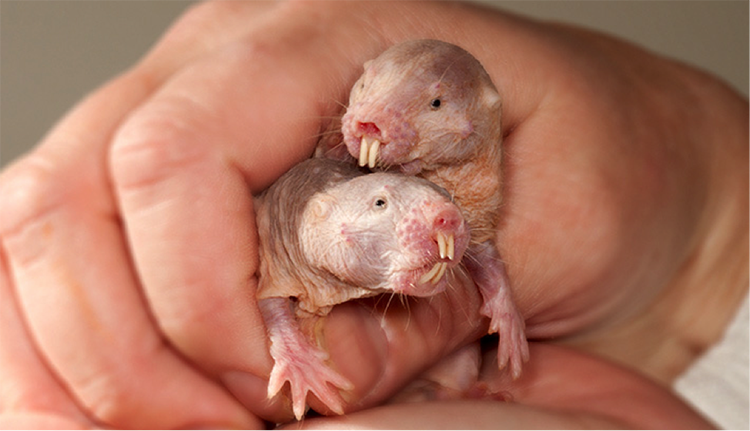 Google biologists discover new 'superpower' of naked mole rats - Google, Biology, Naked mole rats